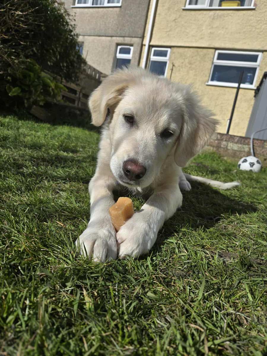 Indy is in #Holyhead and through no fault of his own  is looking for a new home. He is 8 months old and his adopter has done a huge amount of training with him. He's a very obedient and smart boy.
finalstoprescue.co.uk
#Anglesey #Wales #Caernarfon #Criccieth #Bangor #conwy
