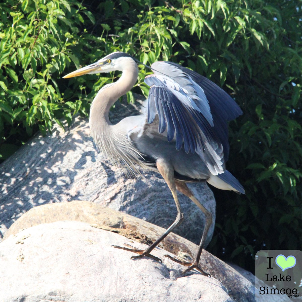 Great Blue Herons are one of my favorite birds.

Look at this beautiful creature that I spotted on Lake Simcoe. 💙

#LakesAppreciationMonth 🌊