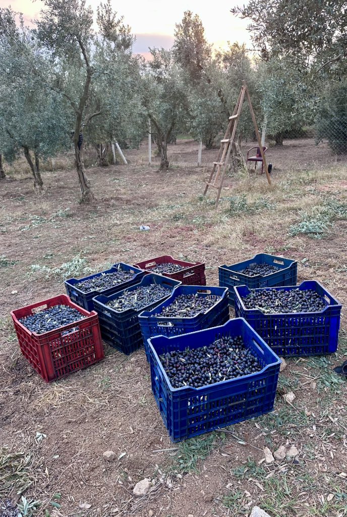 Kutsal olan ağaçtır… Dokunma #ZeytinimeDokunma