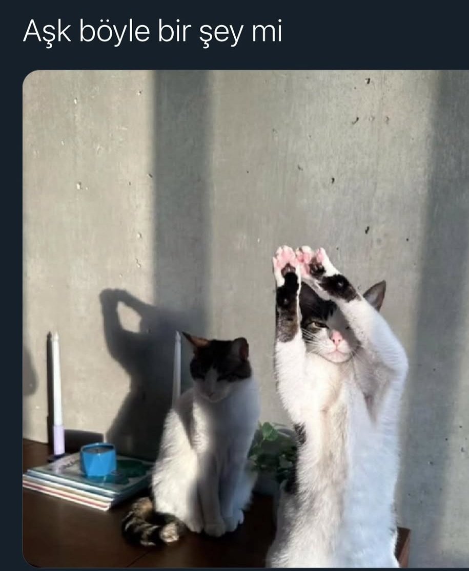 🐾🐈🐱😻