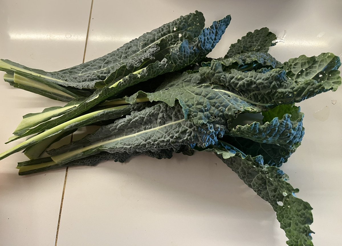 TurianShepard's tweet image. A few allotment pics from today!
1. Tiny cauliflower starting to grow
2. Kale harvest
3. Tomatoes starting to ripen and turn orange
4. Big fig haul
#Allotment