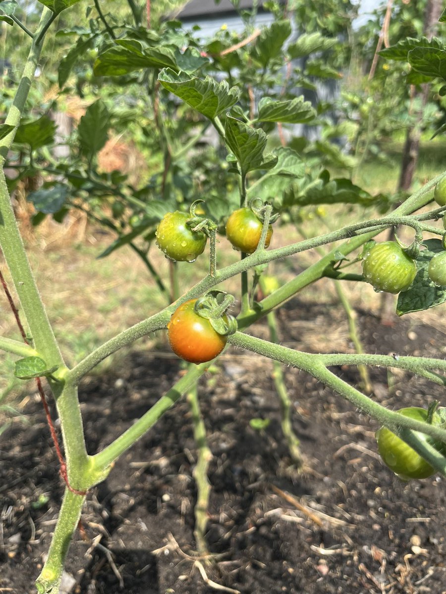 TurianShepard's tweet image. A few allotment pics from today!
1. Tiny cauliflower starting to grow
2. Kale harvest
3. Tomatoes starting to ripen and turn orange
4. Big fig haul
#Allotment