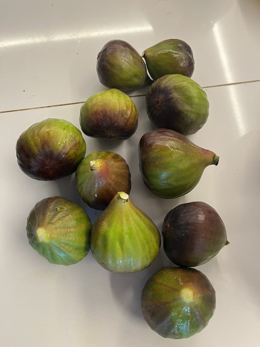 TurianShepard's tweet image. A few allotment pics from today!
1. Tiny cauliflower starting to grow
2. Kale harvest
3. Tomatoes starting to ripen and turn orange
4. Big fig haul
#Allotment