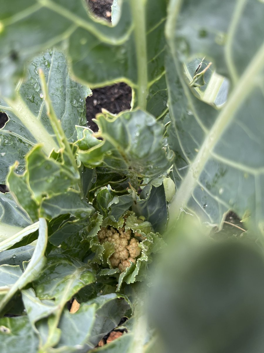 TurianShepard's tweet image. A few allotment pics from today!
1. Tiny cauliflower starting to grow
2. Kale harvest
3. Tomatoes starting to ripen and turn orange
4. Big fig haul
#Allotment