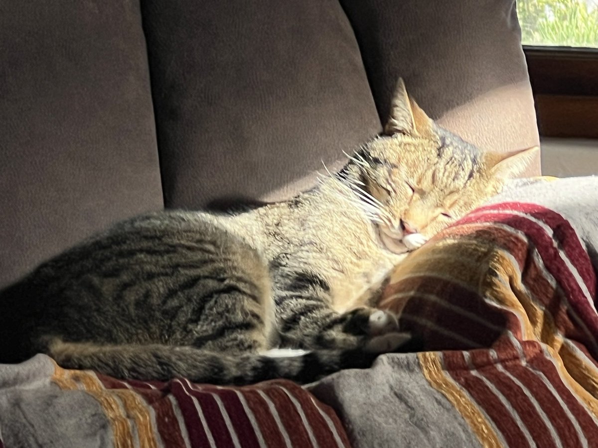 tygerpoo's tweet image. It’s been golf, golf, and more blerry golf on tv dis week, even mommie has glazed over ….😹#Caturday #cats #Saturday #CatsOnX