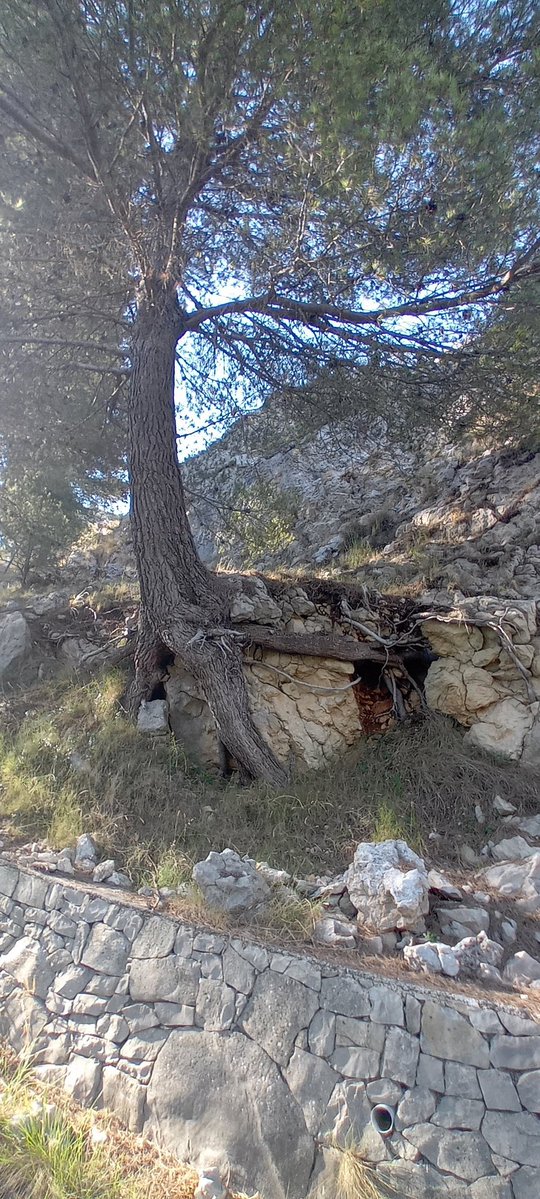AMGVA's tweet image. Detalle se como el sistema radical del arbolado sujeta el suelo, evitando o frenando la erosión.
En este caso sobre pista forestal.
