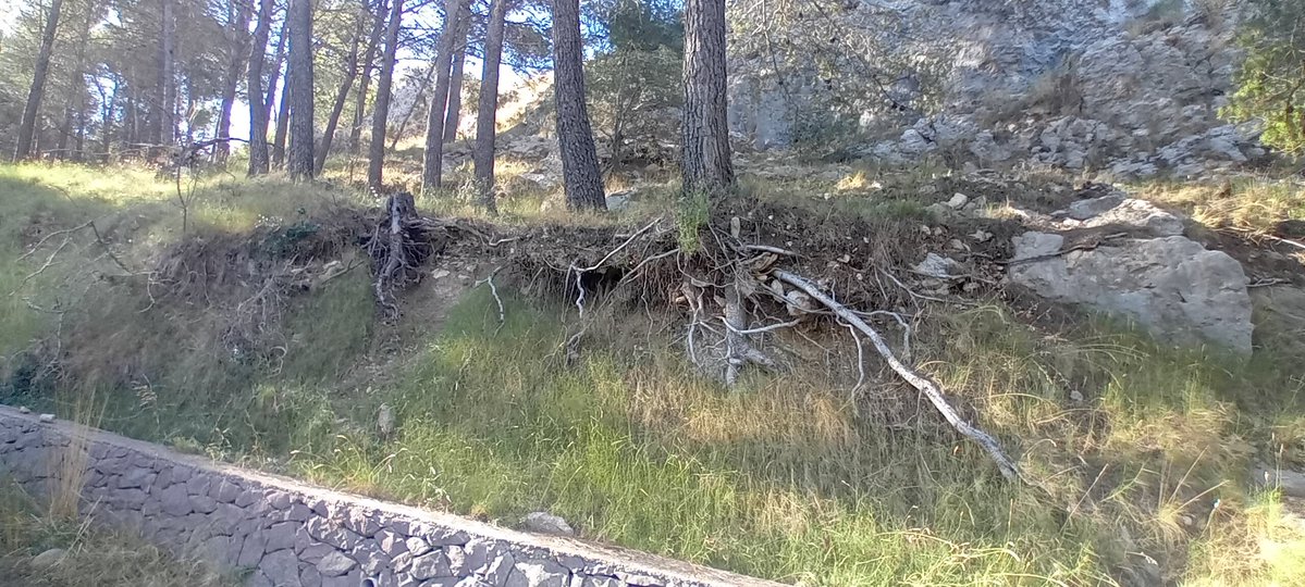 AMGVA's tweet image. Detalle se como el sistema radical del arbolado sujeta el suelo, evitando o frenando la erosión.
En este caso sobre pista forestal.