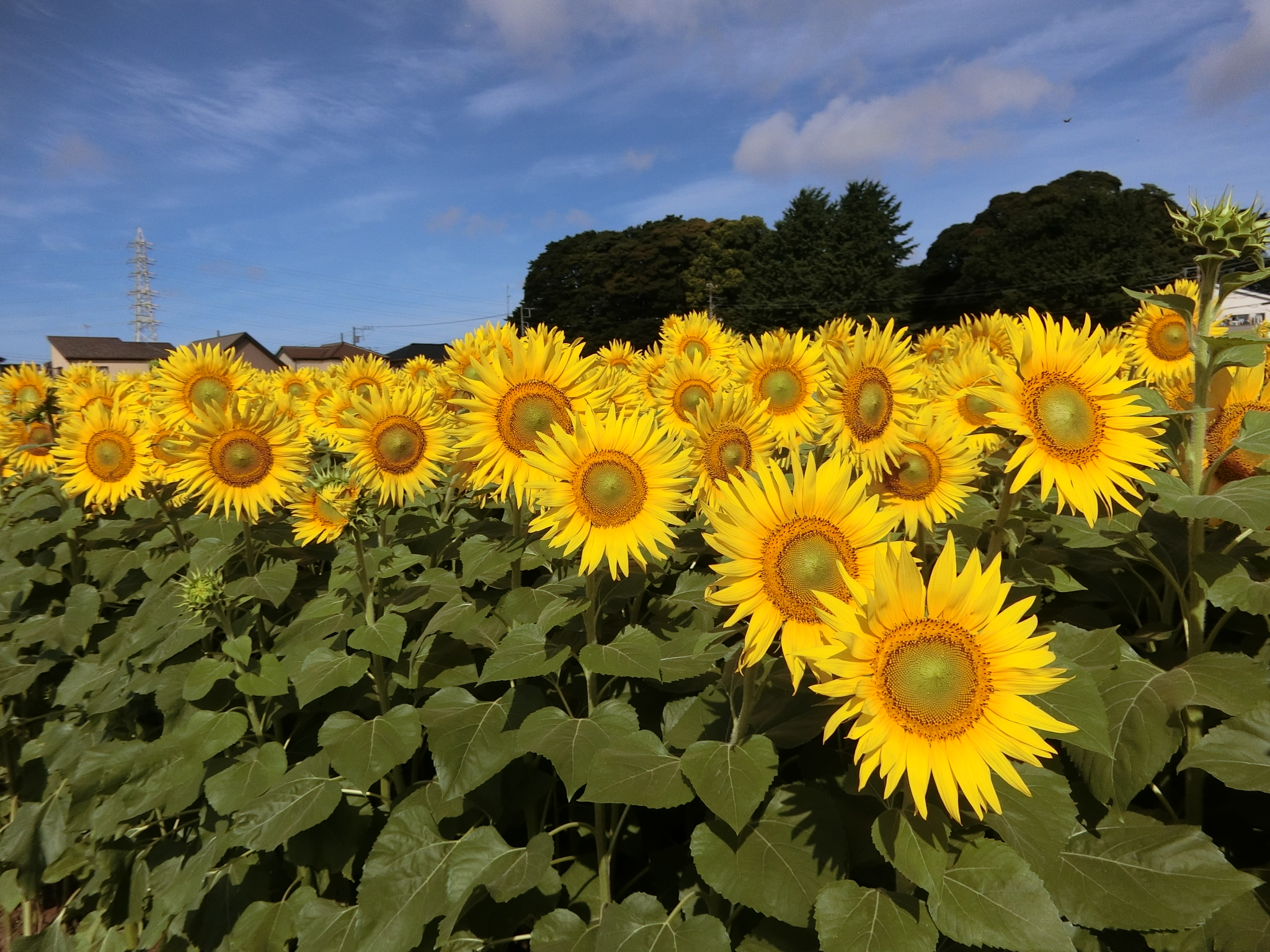 ひまわり♪ 千葉県産ひまわり | Flower Auction Japan | フラワー
