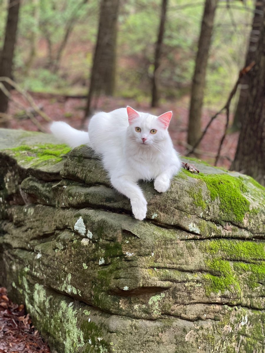 KentuckyLiving's tweet image. Alphonse the cat takes a break
during an afternoon walk to
the creek in Whitley County.
Photo by Madison McKinney,
Corbin, a consumer-member of
Cumberland Valley Electric Cooperative. #snapshotsaturday
Send us your snaps! ow.ly/qyfM50WjfnM