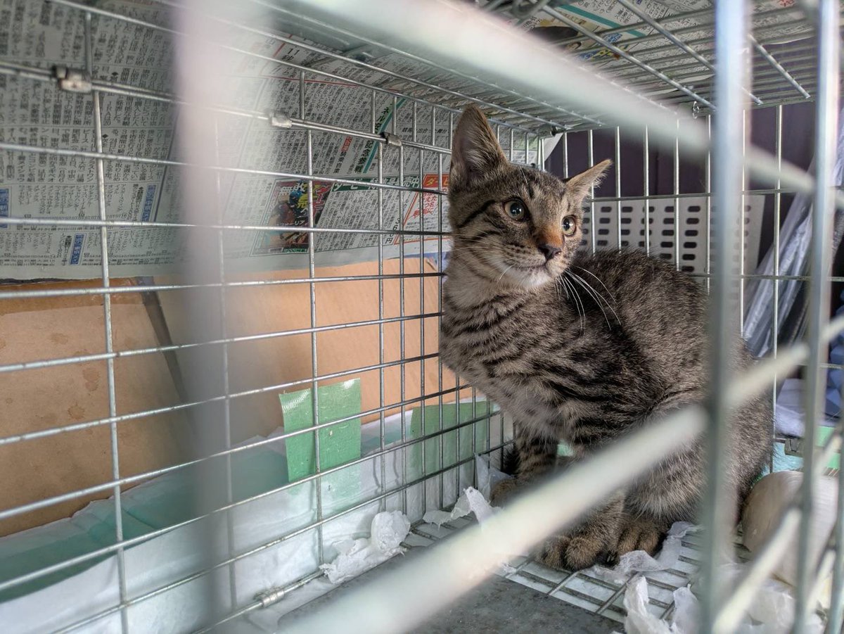 多頭飼育崩壊の現場対応していて生後1.5〜４ヶ月程度の子猫を10匹程　保護しています。
子猫の家族募集中です😭🙏🏻
まだ保護できていない子も数匹います。
遠方でも直接引き取りに来れる方なら受付けてます。
DMにてお問い合わせお待ちしてます🙇‍♀️