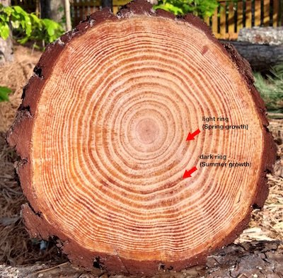 treemissions's tweet image. Trees are like nature's time capsules. They can live for thousands of years, and their growth rings can tell us a lot about the history of the planet. It's like having a living, breathing history book right in your backyard!
