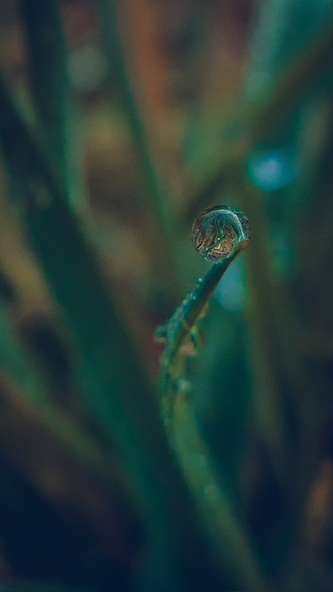 psychoticstate's tweet image. 💚💚💚 
#Macro #nature #photography
