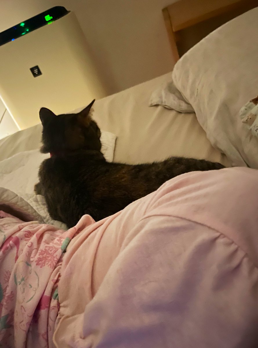 moftt33's tweet image. 娘があんまりにも寝ないんで寝かしつけにきてくれたムギちゃん。
もうママやん…