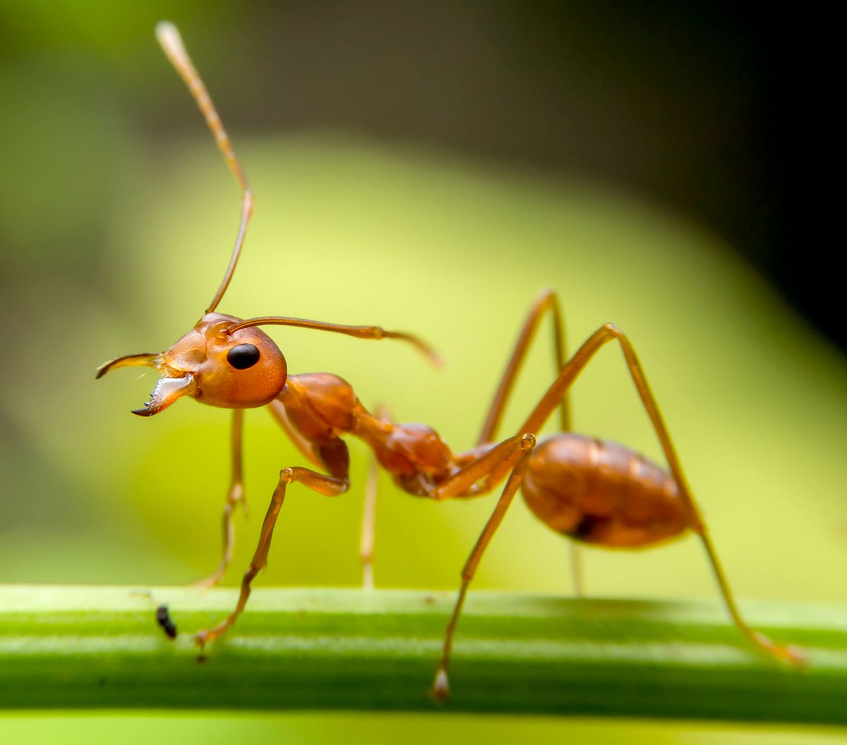 treemissions's tweet image. Did you know that the combined weight of ants on the planet is higher than all human beings? It's a mind-boggling fact that shows just how tiny and mighty these little critters are!