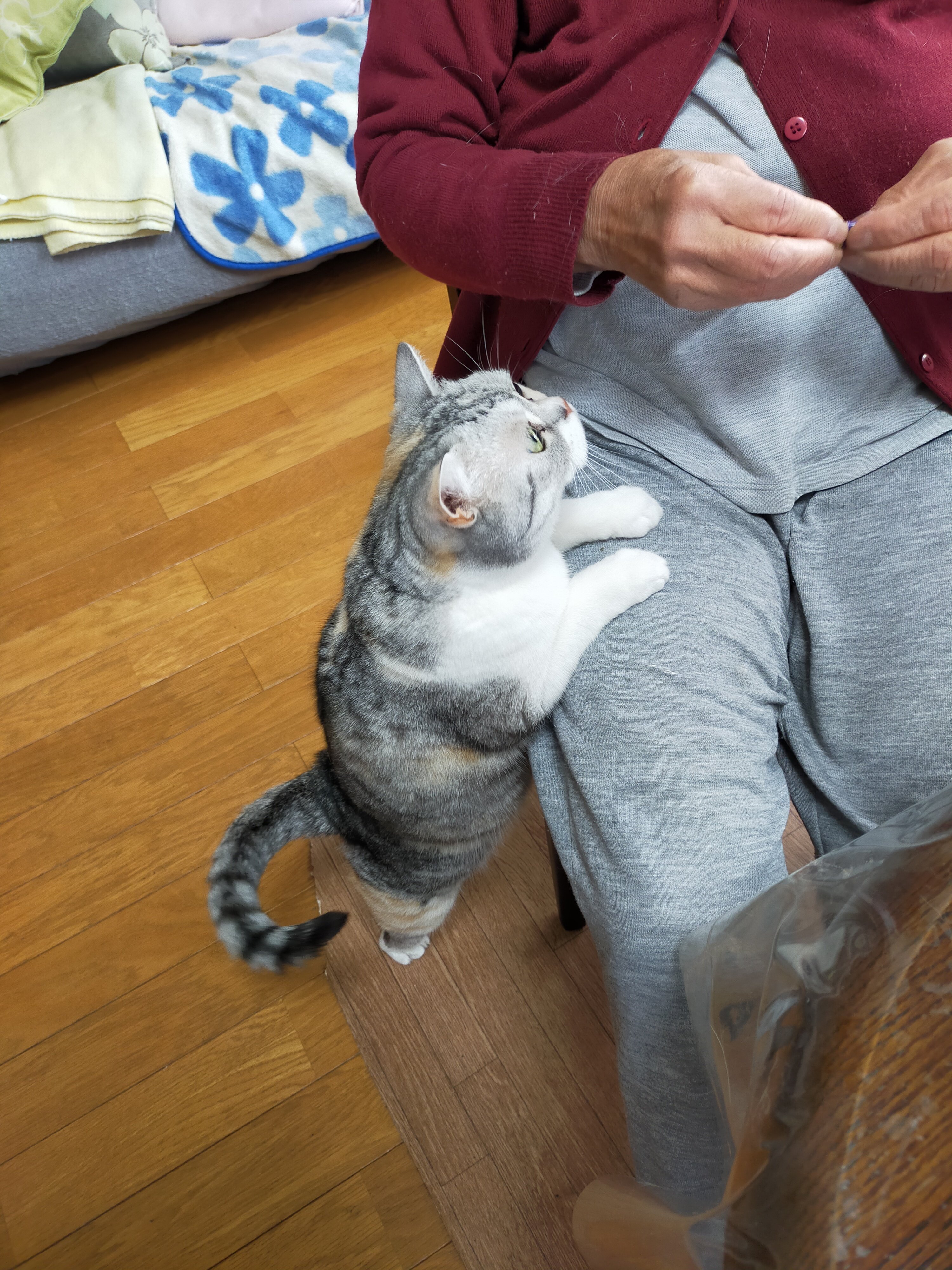 まさねこ まさまさ(猫) on X: 