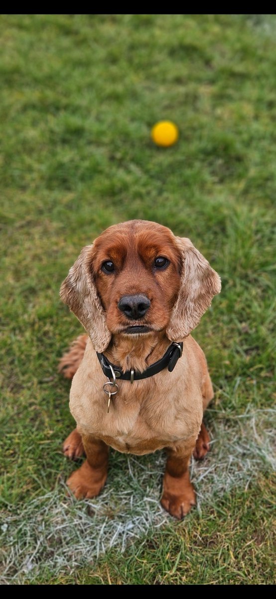 MerPolDogs's tweet image. Officers stopped a vehicle suspected of carrying drugs but came up short — until PD Buddy arrived. One search later and the hidden drugs were found. Nothing gets past that nose. Clever boy, Buddy. 🐾💪