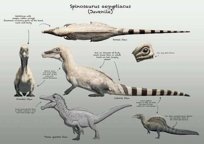 TMtheEQplusNerd's tweet image. FIRST LOOK AT BABY SPINOSAURUS FROM SURVIVING EARTH VIA IMPOSSIBLE PICTURES ACCOUNT
Art by @SerpenIllus
