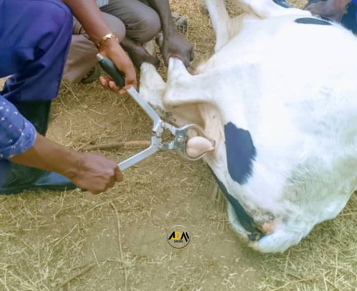 This bull just felt what every guy feels when he checks his account at the end of the month 😬💸#FinancialCastration