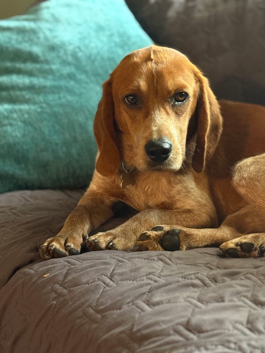 TriBeagles's tweet image. Adoptable beagle of the day-RED! tribeagles.org/product/red-6/