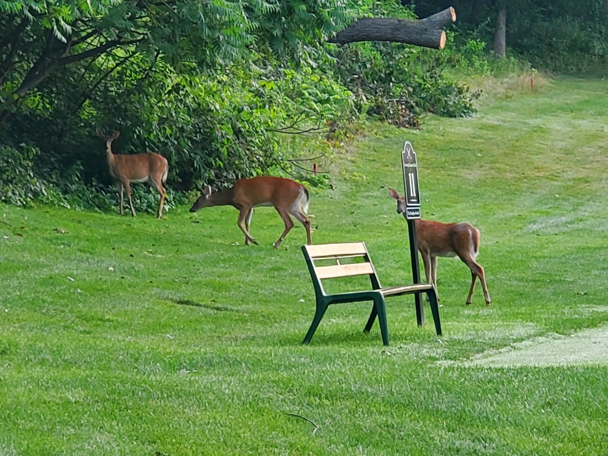 We have three at the tee on #11 this morning?