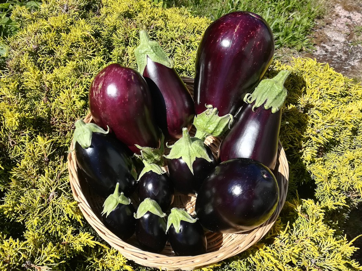 Auberginen. Groß und klein.