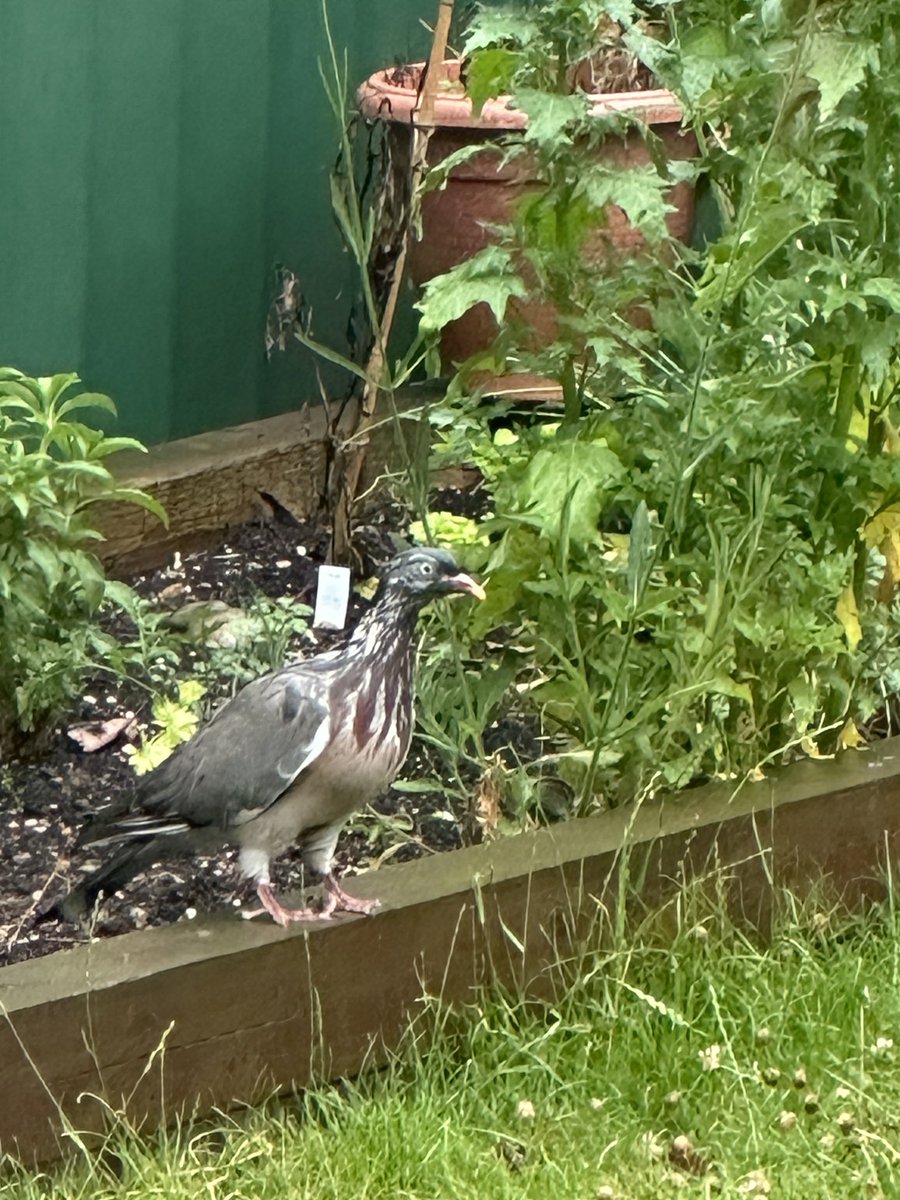ajlees's tweet image. Can anybody help me with identificatio. It is the size of a large wood pigeon @Natures_Voice @online_BOC
