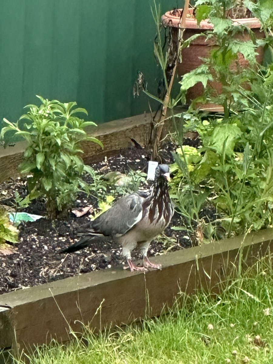 ajlees's tweet image. Can anybody help me with identificatio. It is the size of a large wood pigeon @Natures_Voice @online_BOC
