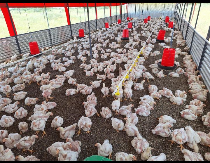 MrChickenEnter1's tweet image. Having a farm production of broiler chickens and Running a Mobile kitchen with another guy which is selling strictly chicken meat with pap, gravy and salsa.
I should have thought about this earlier, but we still have time.
Try us just next to Mega City (Mmabatho)