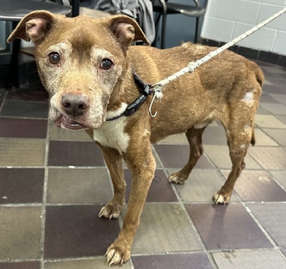 EMERGENCY
Please open your heart and give this darling boy a loving home to spend his Golden Years!
He is so sweet,gentle,he holds no grudges, he just wants to live &amp; b loved.
Shelter is more apt to KILL this baby,because he was returned!
HELP SAVE NUGGET 
HE DOESN'T WANT TO DIE