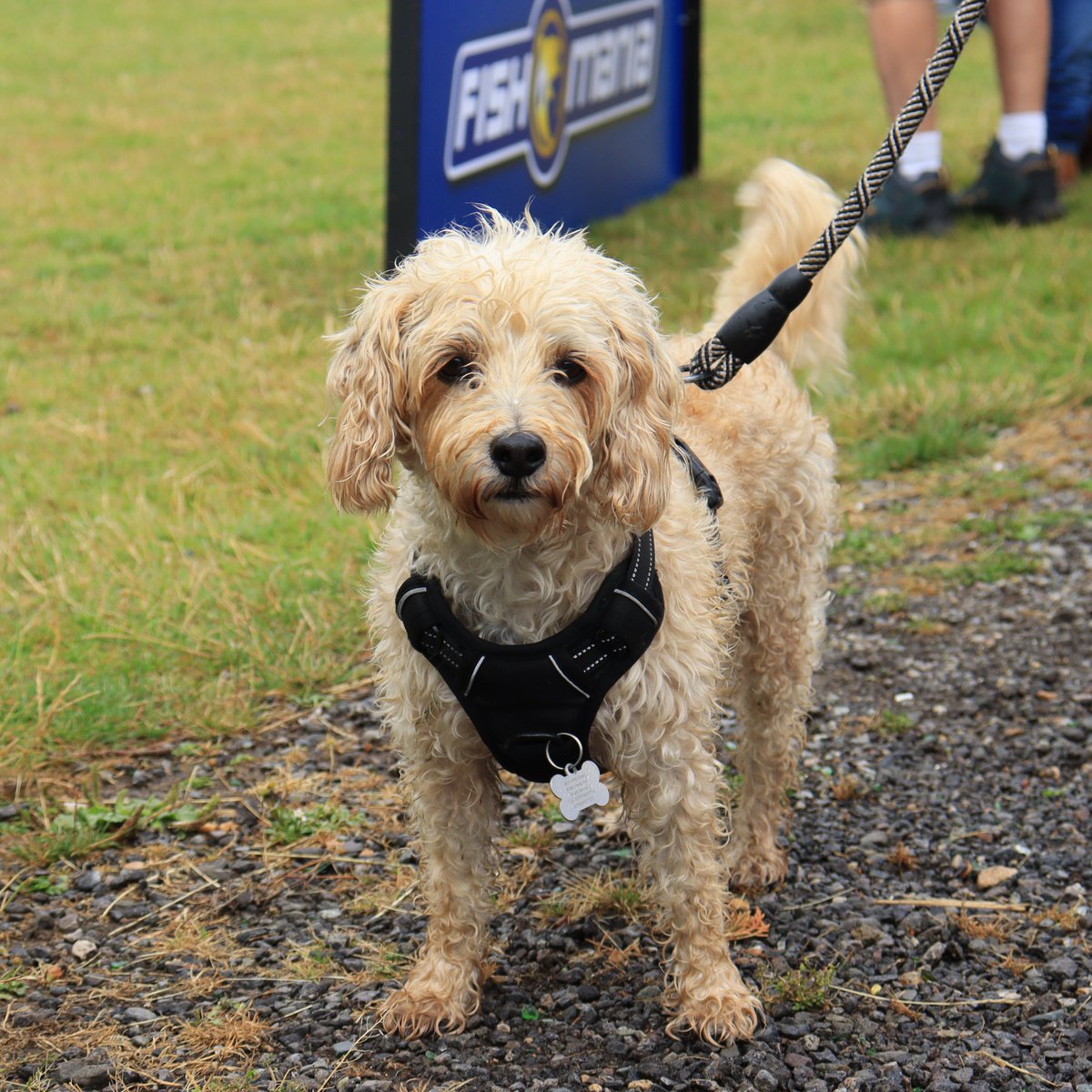 FishOMania tweet media