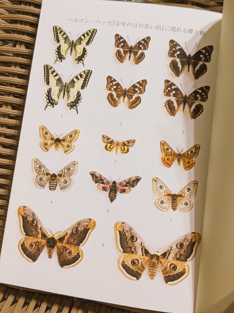 狂うほど好きな光が死んだ夏のOP ヘルマン・ヘッセ「少年の日の思い出