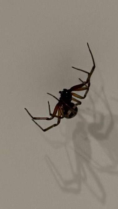 sharkey_paul's tweet photo. @BritishSpiders Any idea who wanted to share my bath today? https://t.co/pFaQQy95r5