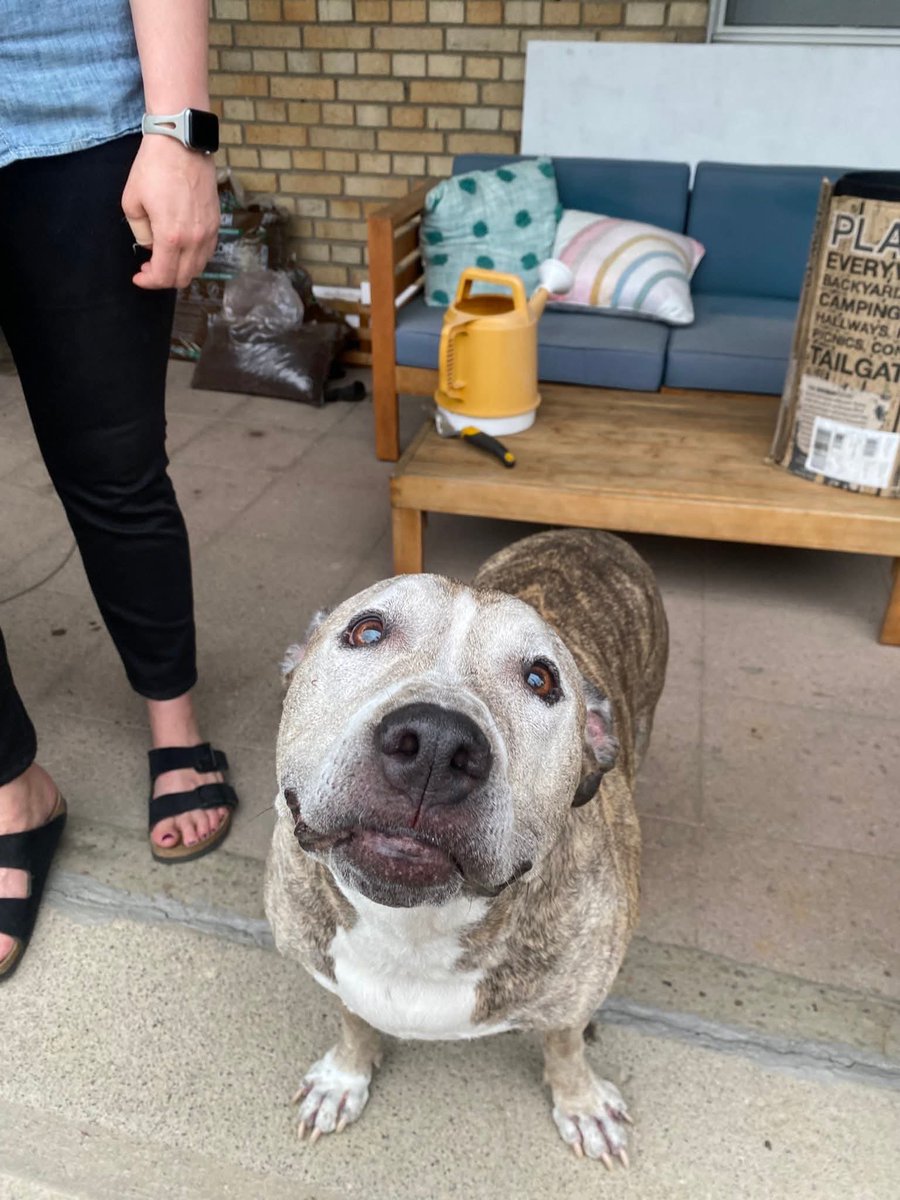 dog_rates's tweet image. This is Larry Football. His human likes to sell things on Facebook Marketplace. Larry is always there to greet customers. Because every transaction should include a dog. 14/10 #SeniorPupSaturday (FB: Stephanie Sprowls)