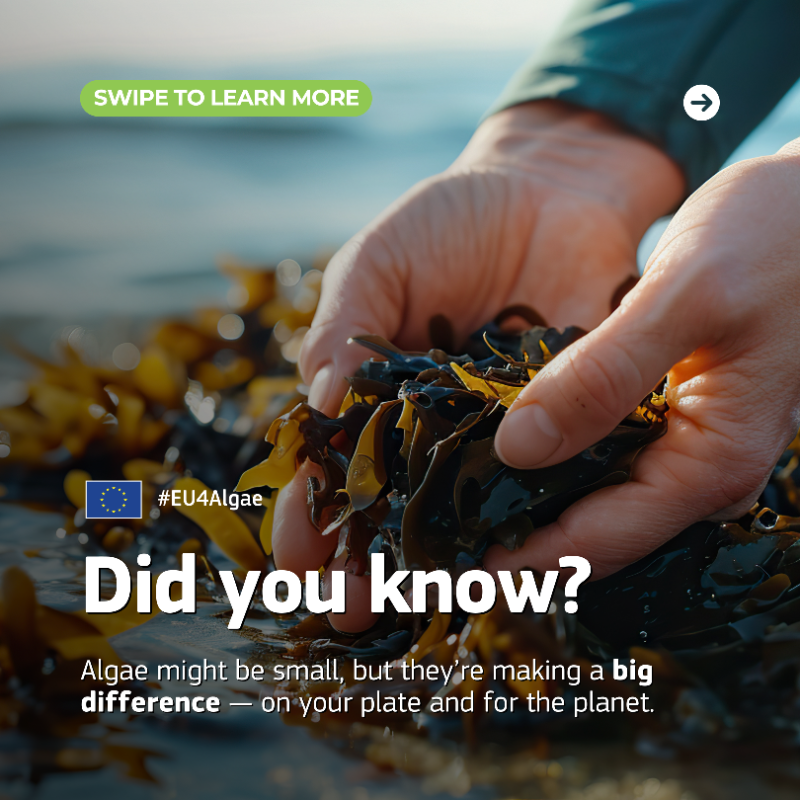 EU_MARE's tweet photo. #DidYouKnow? Algae are nutrient-rich, resource-efficient, and already used in food, bioplastics &amp; more! 🌱 

👉 Swipe the carousel to explore how algae support Europe’s regenerative food and innovation system. 

#EU #EMFAF #EU4Algae