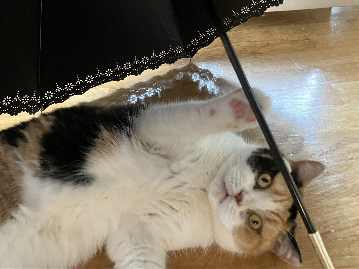 Milly_illst's tweet image. これは、本日お誕生日のねこ！！！！！！
今年もふかふか元気に過ごせよ！！！！！好き！！！！！！

#タルトにゃんこ