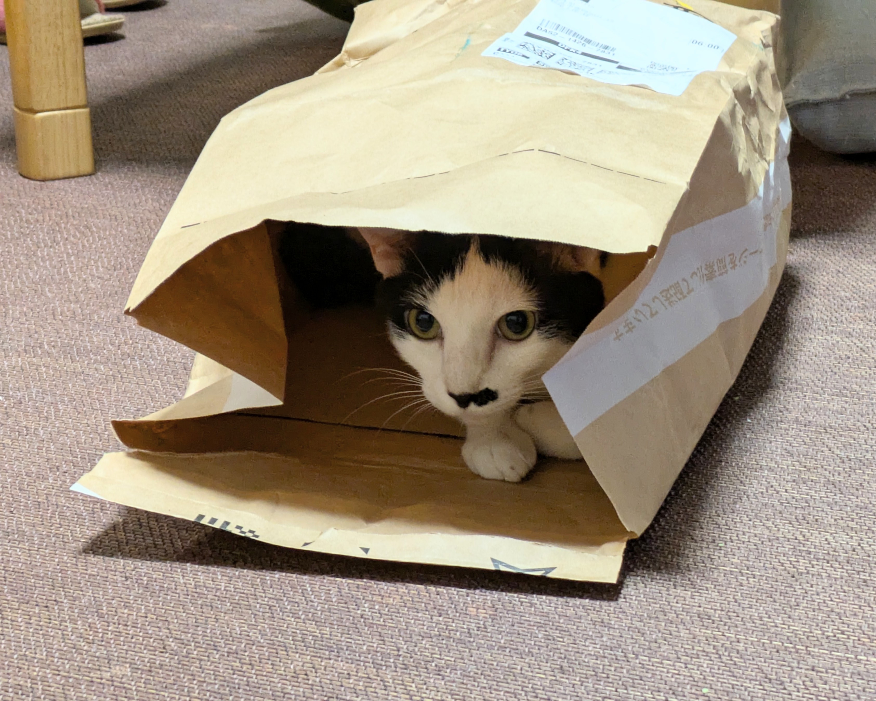Poohです(*>∀<*)ノ他の方は購入不可‼ じょせふ on X: 