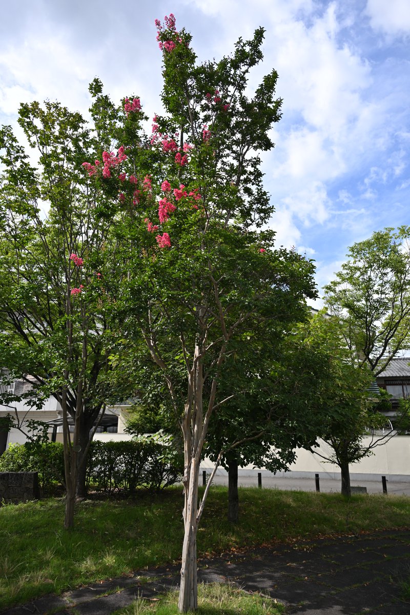 kodera16's tweet image. #倉敷美観地区
今日の美観地区お写ん歩