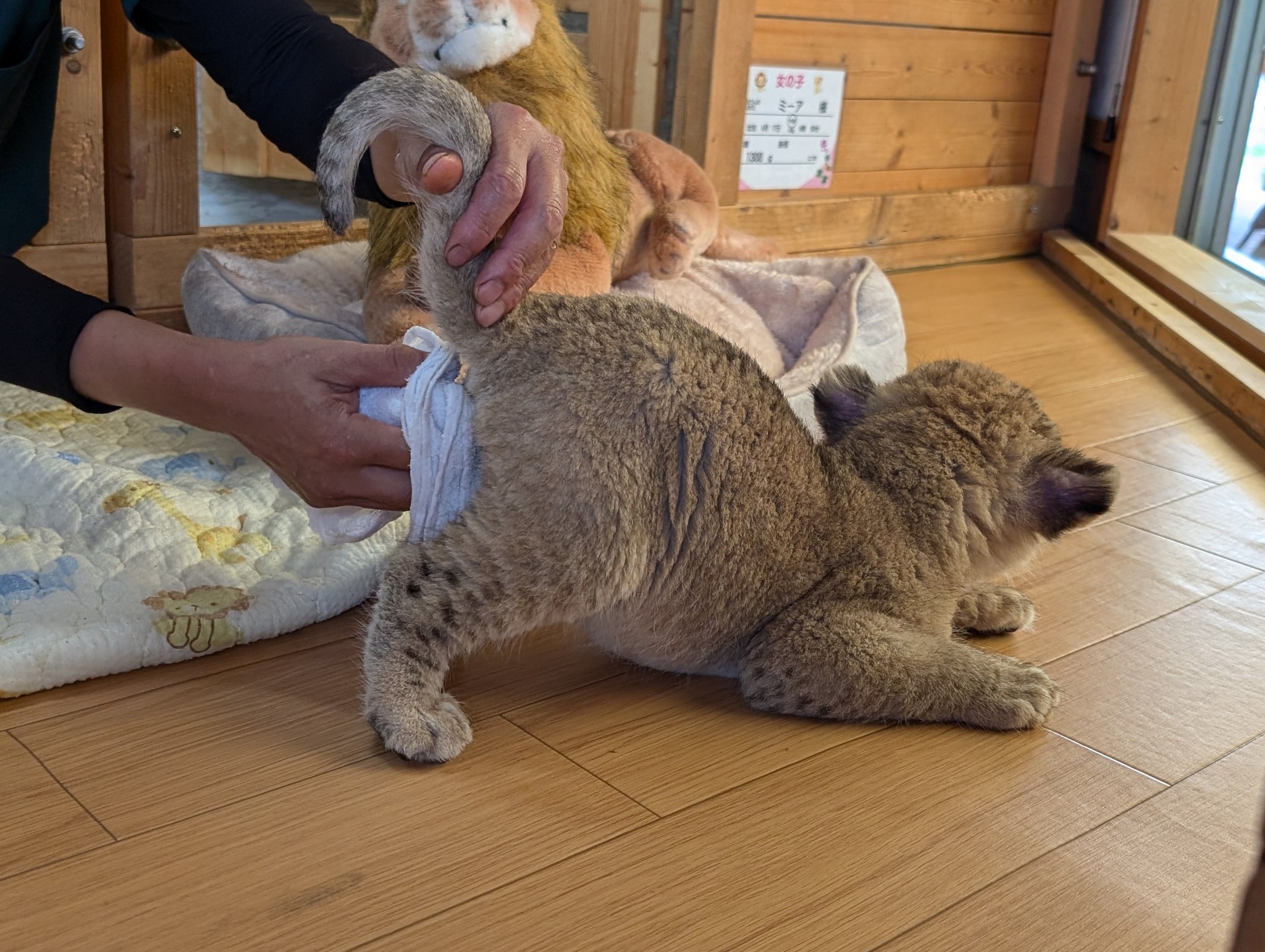 ライオン⭐︎即購入　まとめ買い歓迎 らいおんねこくま on X: 