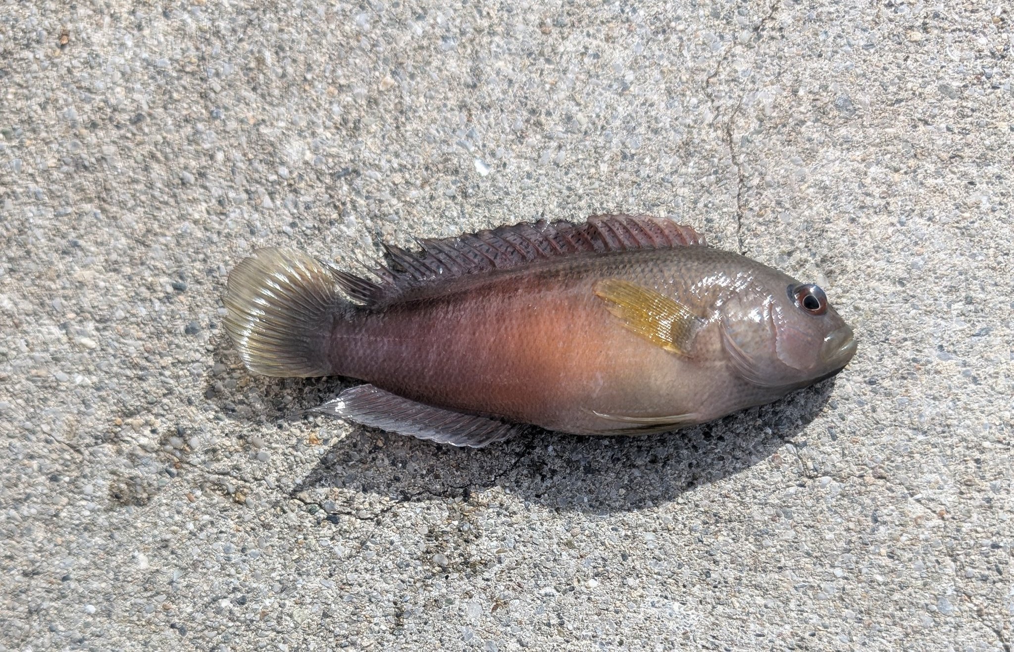 お魚★さん -zhE4wcx_200x200.jpg