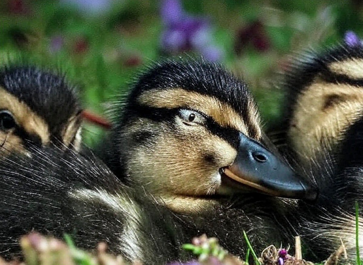 zajaczeknowe's tweet image. Miłego popołudnia 🌤️😃👋
#Eyes #Darkedition