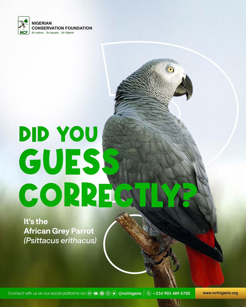 ncfnigeria's tweet image. We asked you to name the exceptionally intelligent bird in our “Guess the Bird” challenge. 

🥁🥁🥁
It’s the African Grey Parrot (Psittacus erithacus)
One of the smartest birds in the world, known for its remarkable memory and ability to mimic human speech. 

Did you guess right?