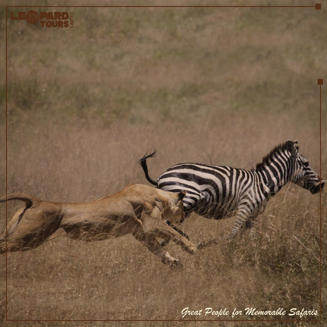 Leopard Tours Ltd tweet media