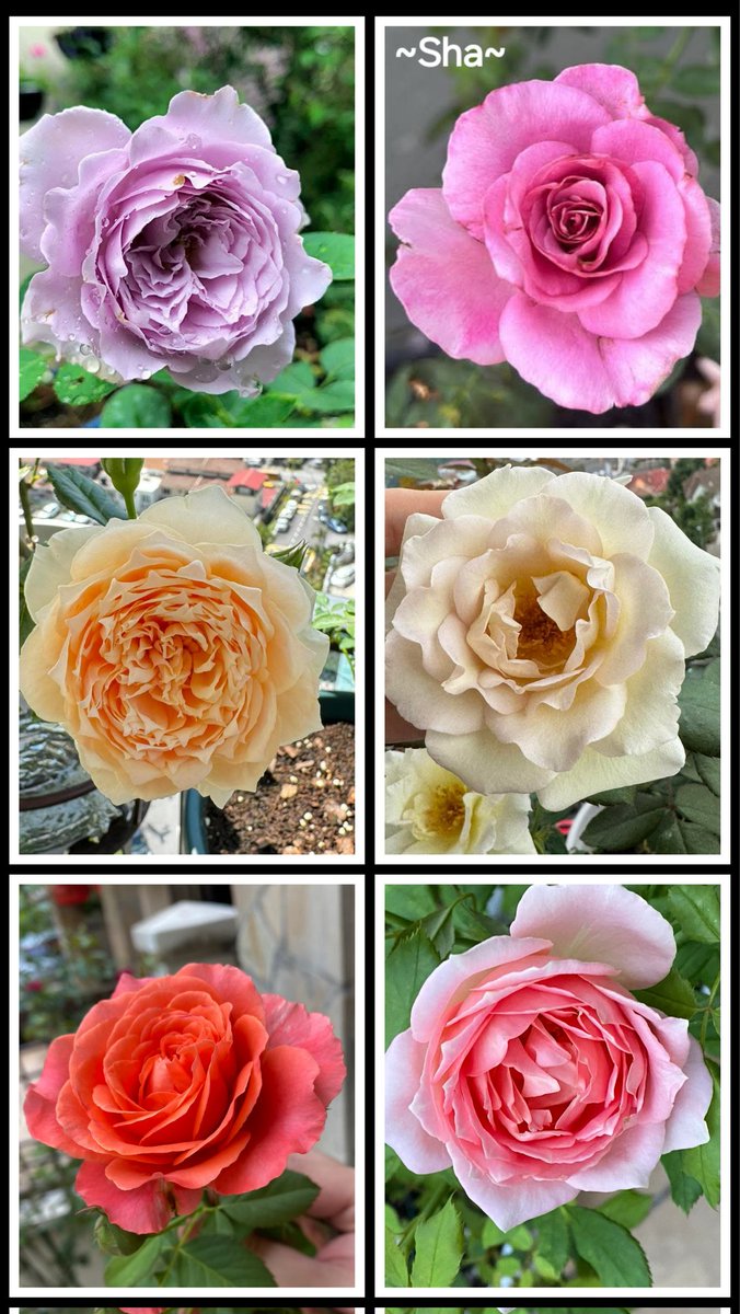 sha_m292411's tweet image. ❤️GOOD EVENING/GOODNIGHT❤️
I smile like a flower not only with my lips but with my whole being💕
🌸Rumi🌸
youtu.be/YdJseNebcXg?si…
🇲🇾❤️~Flowers make us happy😘💞🔐
