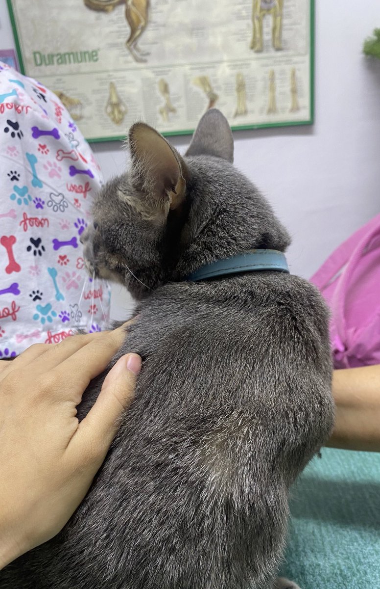 zen_noa's tweet photo. Thank you so much to the people who supported !!

My cat will be in treatment for 2 weeks to see if he improves, if not, he will have an x-ray 

I feel grateful for the support your gave to my comms, thank you 🩷 https://t.co/jiBHiYcxMS