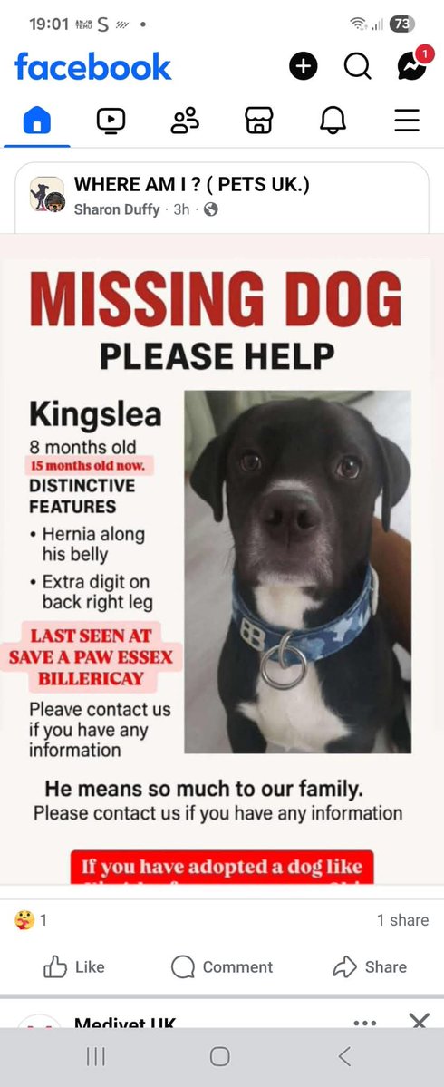 Missing Pets GB (@missingpetsgb) on Twitter photo Has anyone seen Kingsley? did you adopt him ? He may have a different name now ? All we want to know is that he is safe and well, if you are worried about coming forward and wish to remain anonymous please email stolen@doglost.co.uk #saveapaw Has anyone seen Kingsley? did you adopt him ? He may have a different name now ? All we want to know is that he is safe and well, if you are worried about coming forward and wish to remain anonymous please email stolen@doglost.co.uk #saveapaw