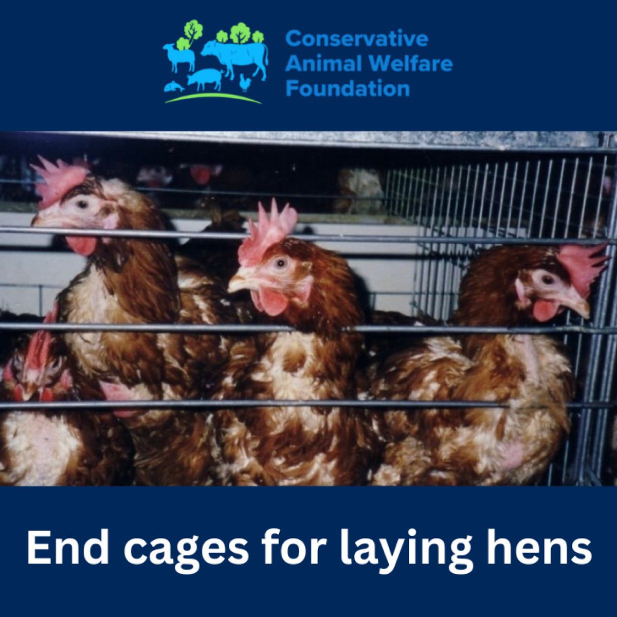 ConservativeAWF's tweet image. Millions of laying hens are crammed in metal cages on UK factory farms where they each have space no larger than an A4 sheet of paper - unable to even spread their wings. End cages for laying hens