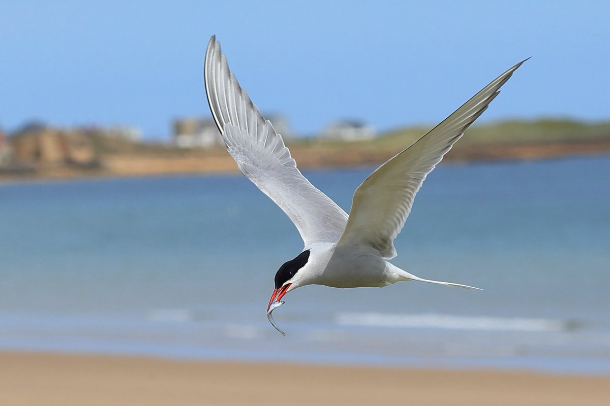 nearlyscottish's tweet image. Visited #Northumberland last week to view some of the fantastic birdlife on offer @NTBirdClub