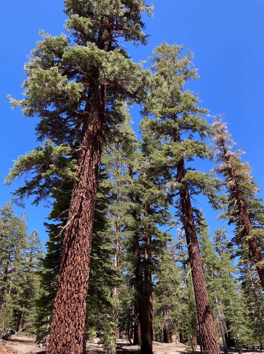 wildcreativity's tweet image. Standstill and be
say the trees.
#sixwordstory #trees