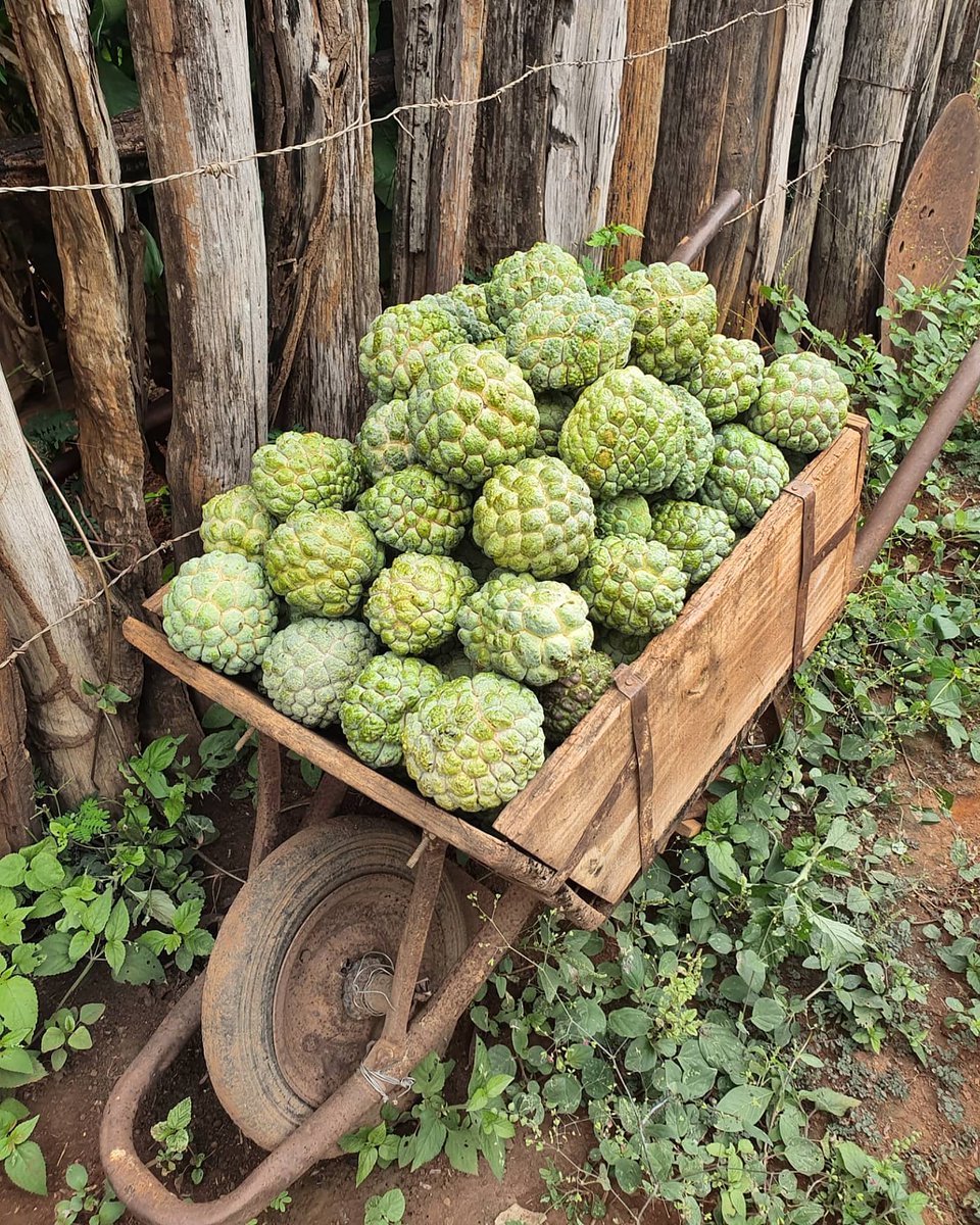 Viviane Fernandes ཐི༏ཋྀ tweet media