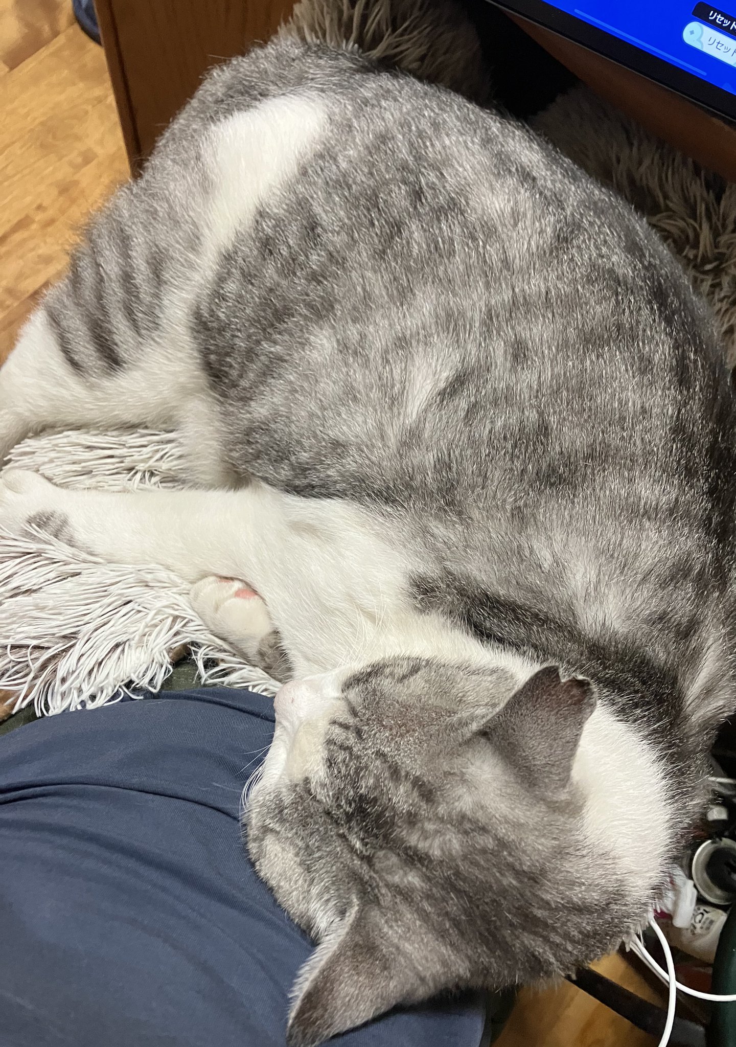 ❁ねこ❁ 吉名 on X: 